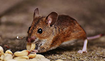 24 Hour & Emergency Exterminators in Danville, WA